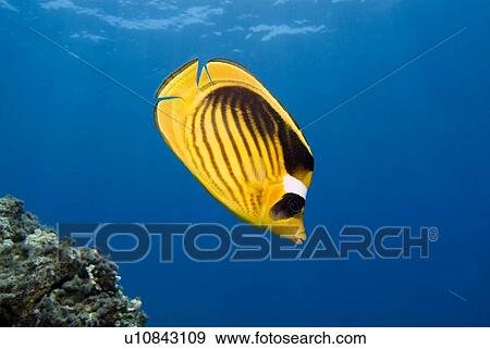 Stock Photo - Striped Butterflyfish (Chaetodon fasciatus). Red Sea.. Fotosearch