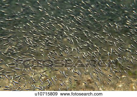 Stock Photo - Striped Catfish (Plotosus lineatus) juveniles schooling, Malapascua, Cebu, Philippines. Fotosearch