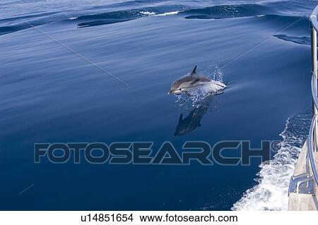 Striped dolphin (Stenella coeruleoalba) leaping alongside boat, although the most abundant dolphin species in pelagic waters of the Mediterranean Sea the population is listed as vulnerable, North Aegean Sea, Greece. View Large Photo Image Picture - Striped dolphin (Stenella coeruleoalba) leaping alongside boat, although the most abundant dolphin species in pelagic waters of the Mediterranean Sea the population is listed as vulnerable, North Aegean Sea, Greece.. Fotosearch