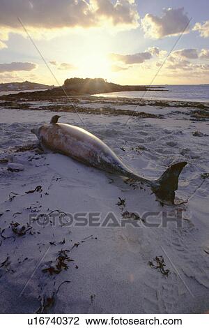 Stock Image - Striped dolphin (Stenella coeruleoalba) washed up dead on a beach. Scilly Isles, UK. Fotosearch