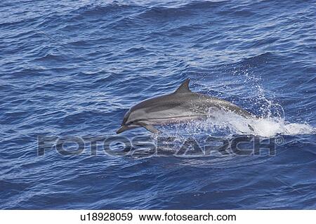 Stock Photo - Striped Dolphin (Stenella coeruleoalba) Leaping alongside ship to show markings. Maldives, Indian Ocean. Fotosearch