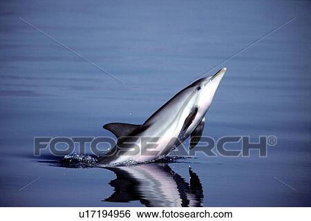 Striped dolphin (Stenella coeruleoalba) leaping, Mediterranean species listed as vulnerable, this individual is from the rare and isolated population of this species found in the Gulf of Corinth, Greece. View Large Photo Image Stock Photograph - Striped dolphin (Stenella coeruleoalba) leaping, Mediterranean species listed as vulnerable, this individual is from the rare and isolated population of this species found in the Gulf of Corinth, Greece.. Fotosearch