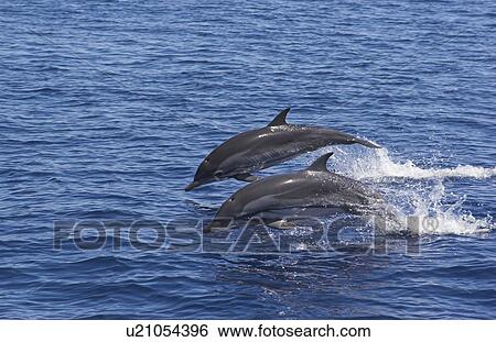 Striped Dolphin (Stenella coeruleoalba) Two animals porpoising in to bow-ride. Maldives, Indian Ocean View Large Photo Image Stock Photograph - Striped Dolphin (Stenella coeruleoalba) Two animals porpoising in to bow-ride. Maldives, Indian Ocean. Fotosearch