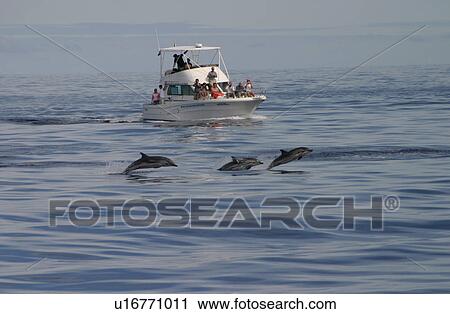 Stock Image - Striped dolphins surfacing in front of tourist boat (Stenella coeruleoalba) Azores, Atlantic Ocean. Fotosearch