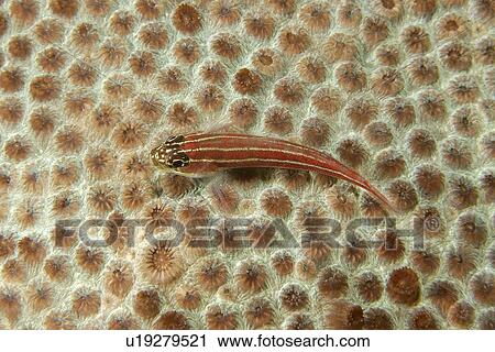 Stock Image - Striped Triplefin (Helcogramma striatum) on the surface of faviid coral, Diploastrea sp., Dumaguete, s, Philippines. Fotosearch
