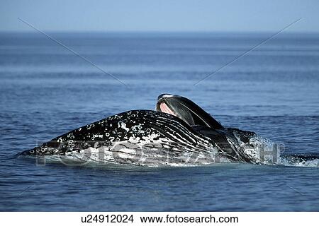 Sub-adult Humpback Whale, Megaptera novaeangliae, surface lunge-feeding on krill in northern Gulf of California, Mexico View Large Photo Image Picture - Sub-adult Humpback Whale, Megaptera novaeangliae, surface lunge-feeding on krill in northern Gulf of California, Mexico. Fotosearch