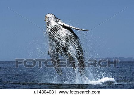 Sub-adult Humpback Whale, Megaptera novaeangliae, breaching in northern Gulf of California, Mexico View Large Photo Image Stock Image - Sub-adult Humpback Whale, Megaptera novaeangliae, breaching in northern Gulf of California, Mexico. Fotosearch