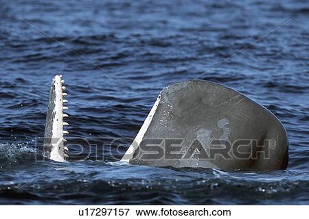 Sub-adult Sperm Whale, Physeter macrocephalus, spy-hopping in northern Gulf of California, Mexico View Large Photo Image Stock Photo - Sub-adult Sperm Whale, Physeter macrocephalus, spy-hopping in northern Gulf of California, Mexico. Fotosearch