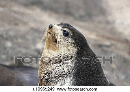 Sub-Antarctic fur seal (Arctocephalus tropicalis) on Nightingale Island in the Tristan da Cunha Island Group in the southern Atlantic Ocean. Note the lighter face and pelage than that of the Antarctic fur seal. View Large Photo Image Stock Photo - Sub-Antarctic fur seal (Arctocephalus tropicalis) on Nightingale Island in the Tristan da Cunha Island Group in the southern Atlantic Ocean. Note the lighter face and pelage than that of the Antarctic fur seal.. Fotosearch