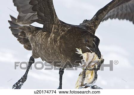 Sub-Antarctic Skua (Catharacta antarctica) vie for a fish head on Barrentos Island in the Aitcho Island Group, south Shetland Islands, Antarctica. View Large Photo Image Picture - Sub-Antarctic Skua (Catharacta antarctica) vie for a fish head on Barrentos Island in the Aitcho Island Group, south Shetland Islands, Antarctica.. Fotosearch