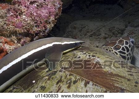 Stock Image -  Suckerfish (Remora remora) on Green Turtle (Chelonia mydas), good view of suckerfish on turtle's back, Sipidan, Mabul, Malaysia.. Fotosearch