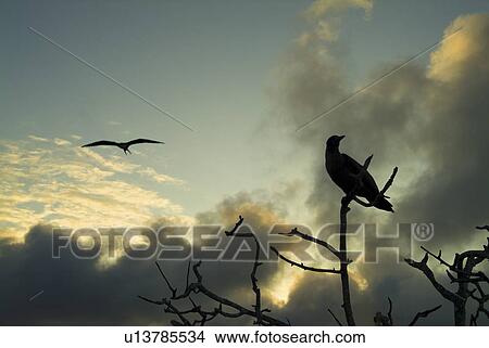 Picture - Sunset clouds in background booby in tree. Galapagos.. Fotosearch