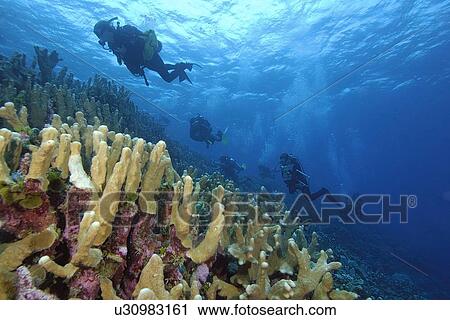 Stock Image - Survey divers on ascent over coral reef, mainly Acropora palifera, Namu atoll, Marshall Islands (N. Pacific). Fotosearch