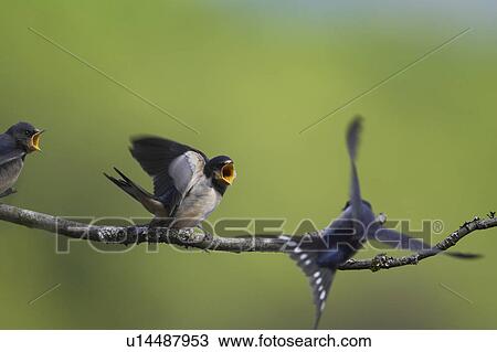Swallow (Hirundo rustica) feeding young. Loch Awe, Argyll, Scotland, UK View Large Photo Image Stock Image - Swallow (Hirundo rustica) feeding young. Loch Awe, Argyll, Scotland, UK. Fotosearch
