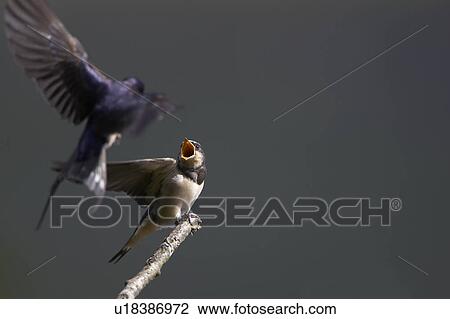 Swallow (Hirundo rustica) feeding young. Loch Awe, Argyll, Scotland, UK View Large Photo Image Stock Image - Swallow (Hirundo rustica) feeding young. Loch Awe, Argyll, Scotland, UK. Fotosearch