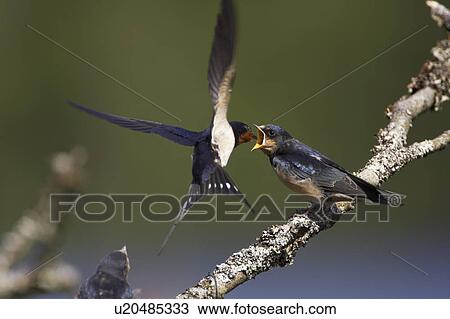 Stock Image - Swallow (Hirundo rustica) feeding young. Loch Awe, Argyll, Scotland, UK. Fotosearch