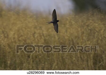 Stock Photo - Swallow (Hirundo rustica) flying low over the meadow feeding on insects. During summer Swallows can be found darting over a meadows surface feeding on the abundance of insects that can be found there.. Argyll, Scotland. Fotosearch