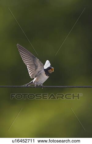 Swallow (Hirundo rustica) juvenile begging for food. Loch Awe, Argyll, Scotland, UK View Large Photo Image Stock Image - Swallow (Hirundo rustica) juvenile begging for food. Loch Awe, Argyll, Scotland, UK. Fotosearch