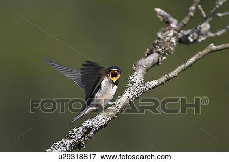Swallow (Hirundo rustica) juvenile begging for food. Loch Awe, Argyll, Scotland, UK View Large Photo Image Stock Photo - Swallow (Hirundo rustica) juvenile begging for food. Loch Awe, Argyll, Scotland, UK. Fotosearch