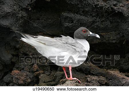 Swallow-tailed gull (Creagrus furcatus) in the Galapagos Island Group, Ecuador. Pacific Ocean. This species of gull is endemic to the Galapagos Islands. It is also a nocturnal feeding gull (note the red ring around the eye). View Large Photo Image Stock Image - Swallow-tailed gull (Creagrus furcatus) in the Galapagos Island Group, Ecuador. Pacific Ocean. This species of gull is endemic to the Galapagos Islands. It is also a nocturnal feeding gull (note the red ring around the eye).. Fotosearch