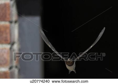 Stock Image - Swallows (Hirundo rustica) flying out of garage. Swallows often choose derelict buildings and garages to nest in. This one was nesting in a garage near the banks of Loch Awe. Argyll, Scotland. Fotosearch