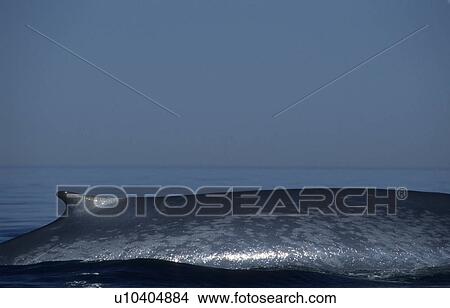 Picture - The blueish colouration pattern of Blue whales (Balaenoptera musculus) is used for photo-identification. St. Lawrence estuary, Canada. Fotosearch