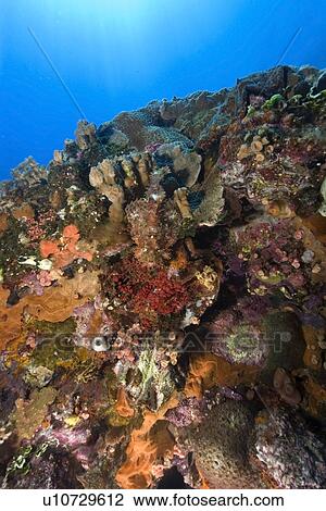 The camouflaged Scorpionfish, (Scorpaenopsis sp)., rests on the bow of the Fujikawa Maru encrusted with sponges corals and ascidians, Truk lagoon, Chuuk, Federated States of Micronesia, Pacific View Large Photo Image Stock Image - The camouflaged Scorpionfish, (Scorpaenopsis sp)., rests on the bow of the Fujikawa Maru encrusted with sponges corals and ascidians, Truk lagoon, Chuuk, Federated States of Micronesia, Pacific. Fotosearch