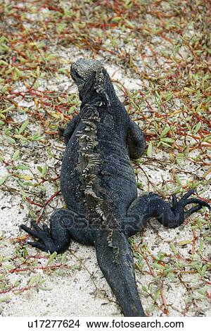 The endemic marine iguana (Amblyrhynchus cristatus) in the Galapagos Island Group, Ecuador. This is the only marine iguana in the world, with many of the main islands having it's own subspecies. Pacific Ocean. View Large Photo Image Picture - The endemic marine iguana (Amblyrhynchus cristatus) in the Galapagos Island Group, Ecuador. This is the only marine iguana in the world, with many of the main islands having it's own subspecies. Pacific Ocean.. Fotosearch