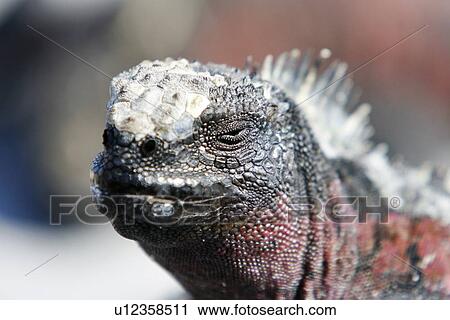 Stock Image - The endemic marine iguana (Amblyrhynchus cristatus) head detail in the Galapagos Island Group, Ecuador. This is the only marine iguana in the world, with many of the main islands having it's own subspecies. Pacific Ocean.. Fotosearch