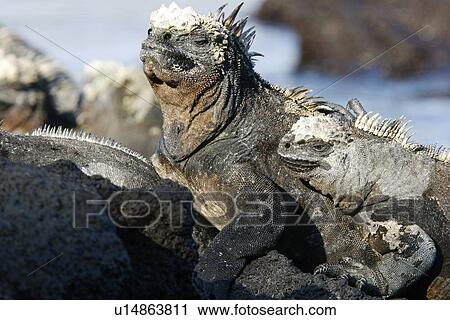 Stock Image - The endemic marine iguana (Amblyrhynchus cristatus) in the Galapagos Island Group, Ecuador. This is the only marine iguana in the world, with many of the main islands having it's own subspecies. Pacific Ocean.. Fotosearch