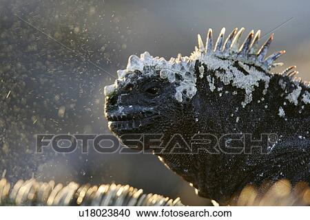 The endemic marine iguana (Amblyrhynchus cristatus) "sneezing" to remove excess salt in the Galapagos Island Group, Ecuador. This is the only marine iguana in the world, with many of the main islands having it's own subspecies. Pacific Ocean. View Large Photo Image Stock Image - The endemic marine iguana (Amblyrhynchus cristatus) "sneezing" to remove excess salt in the Galapagos Island Group, Ecuador. This is the only marine iguana in the world, with many of the main islands having it's own subspecies. Pacific Ocean.. Fotosearch