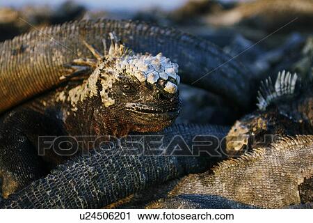 The endemic marine iguana (Amblyrhynchus cristatus) head detail in the Galapagos Island Group, Ecuador. This is the only marine iguana in the world, with many of the main islands having it's own subspecies. Pacific Ocean. View Large Photo Image Stock Image - The endemic marine iguana (Amblyrhynchus cristatus) head detail in the Galapagos Island Group, Ecuador. This is the only marine iguana in the world, with many of the main islands having it's own subspecies. Pacific Ocean.. Fotosearch
