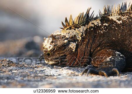 The endemic marine iguana (Amblyrhynchus cristatus) in the Galapagos Island Group, Ecuador. This is the only marine iguana in the world, with many of the main islands having it's own subspecies. Pacific Ocean. View Large Photo Image Stock Photo - The endemic marine iguana (Amblyrhynchus cristatus) in the Galapagos Island Group, Ecuador. This is the only marine iguana in the world, with many of the main islands having it's own subspecies. Pacific Ocean.. Fotosearch