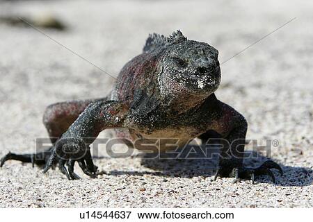 The endemic marine iguana (Amblyrhynchus cristatus) in the Galapagos Island Group, Ecuador. This is the only marine iguana in the world, with many of the main islands having it's own subspecies. Pacific Ocean. View Large Photo Image Stock Photo - The endemic marine iguana (Amblyrhynchus cristatus) in the Galapagos Island Group, Ecuador. This is the only marine iguana in the world, with many of the main islands having it's own subspecies. Pacific Ocean.. Fotosearch