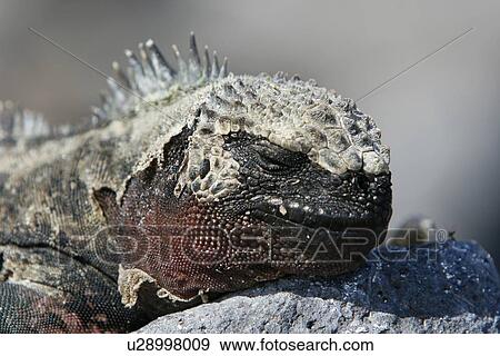 The endemic marine iguana (Amblyrhynchus cristatus) in the Galapagos Island Group, Ecuador. This close-up head detail shows an animal which is shedding it's skin. This is the only marine iguana in the world, with many of the main islands having it's own su View Large Photo Image Stock Photo - The endemic marine iguana (Amblyrhynchus cristatus) in the Galapagos Island Group, Ecuador. This close-up head detail shows an animal which is shedding it's skin. This is the only marine iguana in the world, with many of the main islands having it's own su. Fotosearch