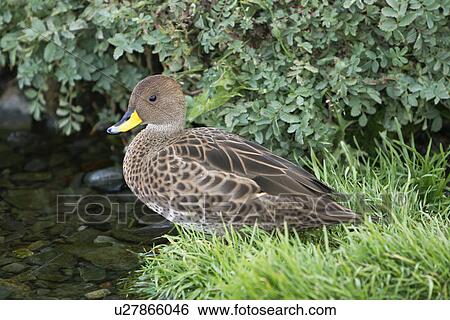 The endemic South Georgia pintail (Anas georgica georgica) on the banks of a small stream just outside the abandoned whaling station at Grytviken on South Georgia in the Southern Atlantic Ocean. View Large Photo Image Stock Photograph - The endemic South Georgia pintail (Anas georgica georgica) on the banks of a small stream just outside the abandoned whaling station at Grytviken on South Georgia in the Southern Atlantic Ocean.. Fotosearch