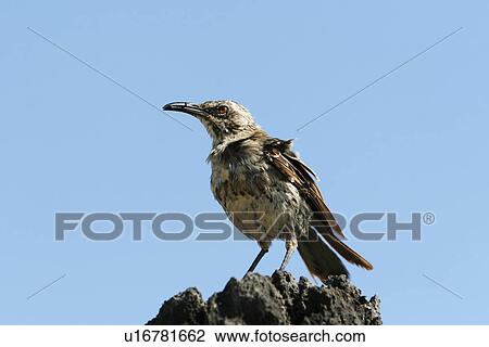 Stock Image - The Espanola mockingbird (Nesomimus macdonaldi) on the beach at Punta Suarez on Espanola Island in the Galapagos Island Group, Ecuador. This endemic species of mockingbird is only found on Espanola Island. Pacific Ocean.. Fotosearch
