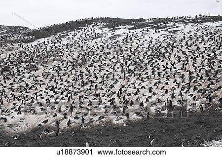 Stock Image - The largest Chinstrap penguin (Pygoscelis Antarctica) colony known, Deception Island, Antarctic Peninsula. Fotosearch