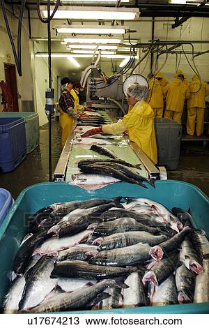 The Norquest Fish Processing Plant in Petersburg, Southeast Alaska, USA. Shown here processing fresh and wild salmon for market. View Large Photo Image Stock Image - The Norquest Fish Processing Plant in Petersburg, Southeast Alaska, USA. Shown here processing fresh and wild salmon for market.. Fotosearch
