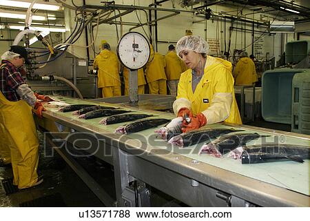 The Norquest Fish Processing Plant in Petersburg, Southeast Alaska, USA. Shown here processing fresh and wild salmon for market. View Large Photo Image Stock Photo - The Norquest Fish Processing Plant in Petersburg, Southeast Alaska, USA. Shown here processing fresh and wild salmon for market.. Fotosearch