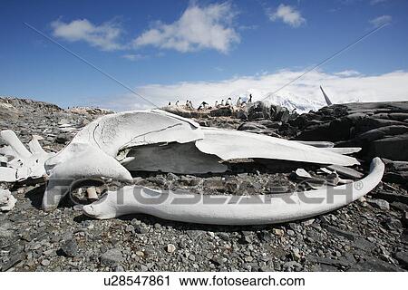 The old British Whaling Station at Port Lockroy and the whalebones across the bay at Point Jougla near Weincke Island, Antarctica. View Large Photo Image Stock Image - The old British Whaling Station at Port Lockroy and the whalebones across the bay at Point Jougla near Weincke Island, Antarctica.. Fotosearch