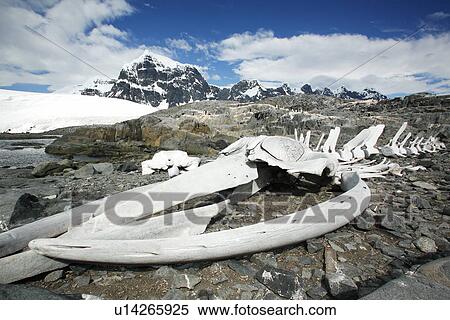 Stock Photography - The old British Whaling Station at Port Lockroy and the whalebones across the bay at Point Jougla near Weincke Island, Antarctica.. Fotosearch