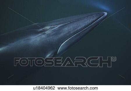 The pointy snout of a surfacing Minke whale (Balaenoptera acutorostrata) keeping its blowholes tightly closed until the moment they break the surface. St. Lawrence estuary, Canada View Large Photo Image Stock Image - The pointy snout of a surfacing Minke whale (Balaenoptera acutorostrata) keeping its blowholes tightly closed until the moment they break the surface. St. Lawrence estuary, Canada. Fotosearch