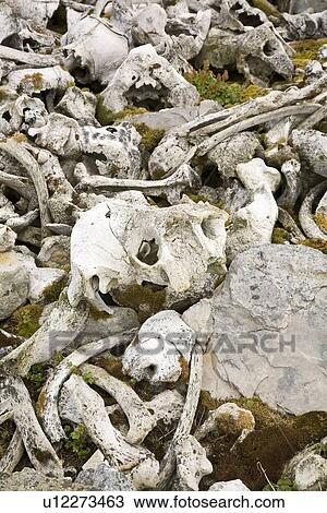 Stock Image - The remains of a walrus (Odobenus rosmarus rosmarus) slaughter and processing near the Radio station on northern Bear Island in the Svalbard Archipeligo.. Fotosearch