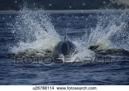 The result of a strong head slap of a Minke whale (Balaenoptera acutorostrata). Such a splash supposedly scares shoaling fish that are known to cluster when threatened. St. Lawrence estuary, Canada View Large Photo Image Picture - The result of a strong head slap of a Minke whale (Balaenoptera acutorostrata). Such a splash supposedly scares shoaling fish that are known to cluster when threatened. St. Lawrence estuary, Canada. Fotosearch