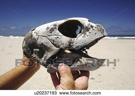 The skull of a dead loggerhead turtle (Caretta caretta)- possibly killed as by-catch. Turtle researchers from the NGO Pro Caguama study and capture the critically endangered Loggerhead Turtle (Caretta caretta) from the town of Puerto Lopez Mateos. As many View Large Photo Image Stock Image - The skull of a dead loggerhead turtle (Caretta caretta)- possibly killed as by-catch. Turtle researchers from the NGO Pro Caguama study and capture the critically endangered Loggerhead Turtle (Caretta caretta) from the town of Puerto Lopez Mateos. As many. Fotosearch