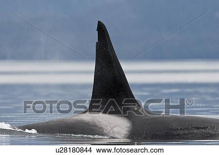 The transient Orca (Orcinus orca) pod T88 consisting of 6 animals in total. The pod was sighted off Cape Strait and followed to Beacon Point along the east coast of Kupreanof Island just outside of Petersburg, Southeast Alaska, USA. Pacific Ocean. The adu View Large Photo Image Picture - The transient Orca (Orcinus orca) pod T88 consisting of 6 animals in total. The pod was sighted off Cape Strait and followed to Beacon Point along the east coast of Kupreanof Island just outside of Petersburg, Southeast Alaska, USA. Pacific Ocean. The adu. Fotosearch