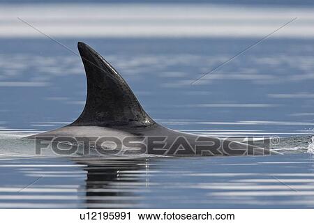 The transient Orca (Orcinus orca) pod T88 consisting of 6 animals in total. The pod was sighted off Cape Strait and followed to Beacon Point along the east coast of Kupreanof Island just outside of Petersburg, Southeast Alaska, USA. Pacific Ocean. The adu View Large Photo Image Stock Image - The transient Orca (Orcinus orca) pod T88 consisting of 6 animals in total. The pod was sighted off Cape Strait and followed to Beacon Point along the east coast of Kupreanof Island just outside of Petersburg, Southeast Alaska, USA. Pacific Ocean. The adu. Fotosearch
