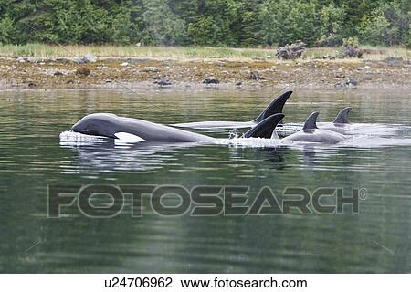 The transient Orca (Orcinus orca) pod T88 consisting of 6 animals in total. The pod was sighted off Cape Strait and followed to Beacon Point along the east coast of Kupreanof Island just outside of Petersburg, Southeast Alaska, USA. Pacific Ocean. The adu View Large Photo Image Stock Image - The transient Orca (Orcinus orca) pod T88 consisting of 6 animals in total. The pod was sighted off Cape Strait and followed to Beacon Point along the east coast of Kupreanof Island just outside of Petersburg, Southeast Alaska, USA. Pacific Ocean. The adu. Fotosearch