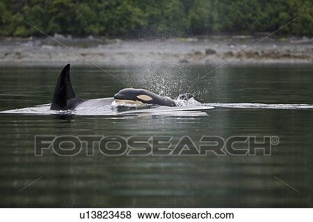 Stock Photo - The transient Orca (Orcinus orca) pod T88 consisting of 6 animals in total. The pod was sighted off Cape Strait and followed to Beacon Point along the east coast of Kupreanof Island just outside of Petersburg, Southeast Alaska, USA. Pacific Ocean. The adu. Fotosearch